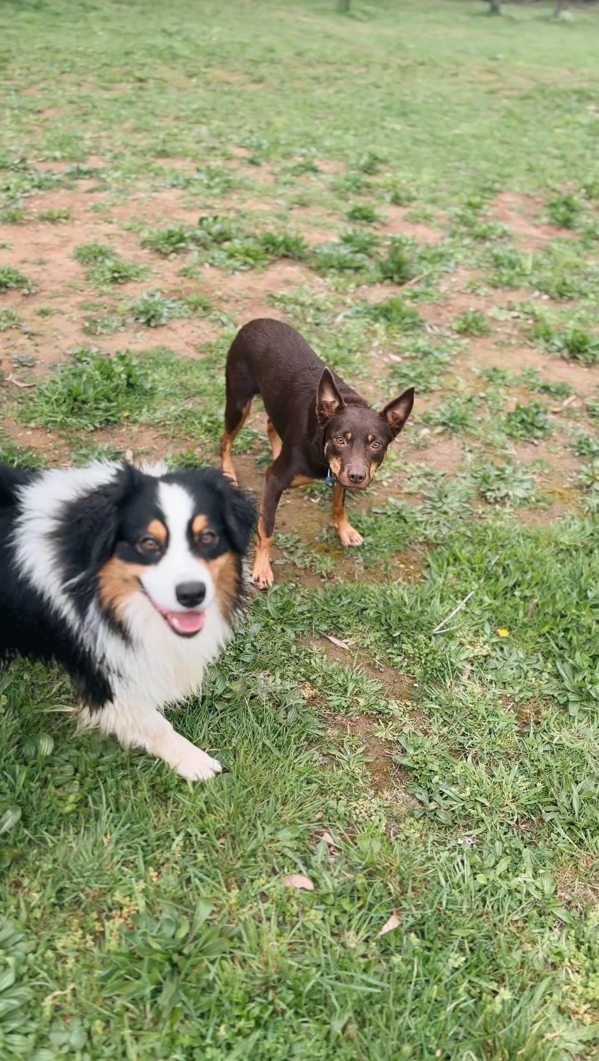 Dogs and the Gut: Why Our Best Friends Are Good for Our Microbiome