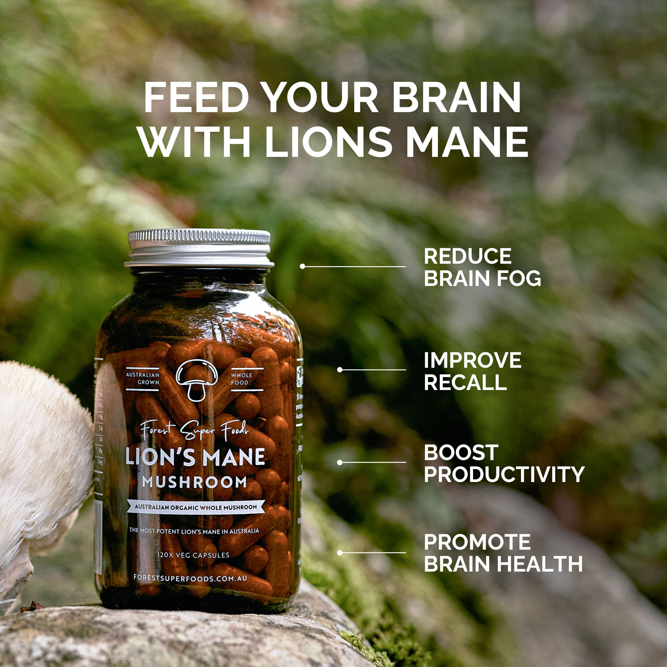 Australian Coffee + Lions Mane Mushroom benefits including brain fog reduction, recall improvement, and productivity boost by Forest Super Foods