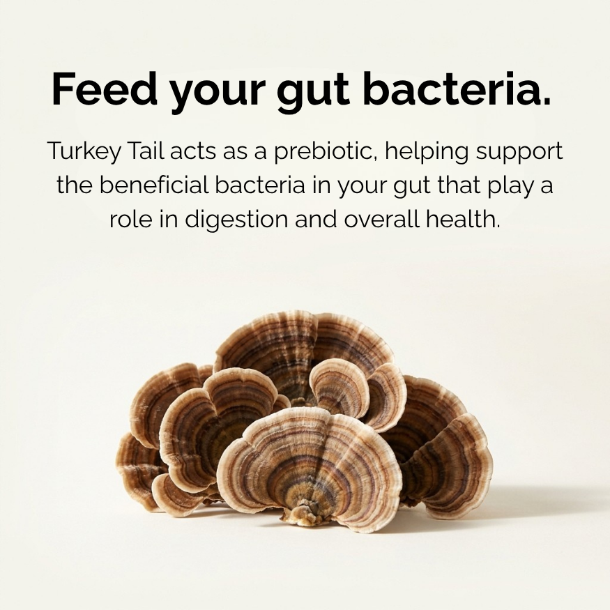 Turkey Tail mushrooms with text about feeding gut bacteria on a white background