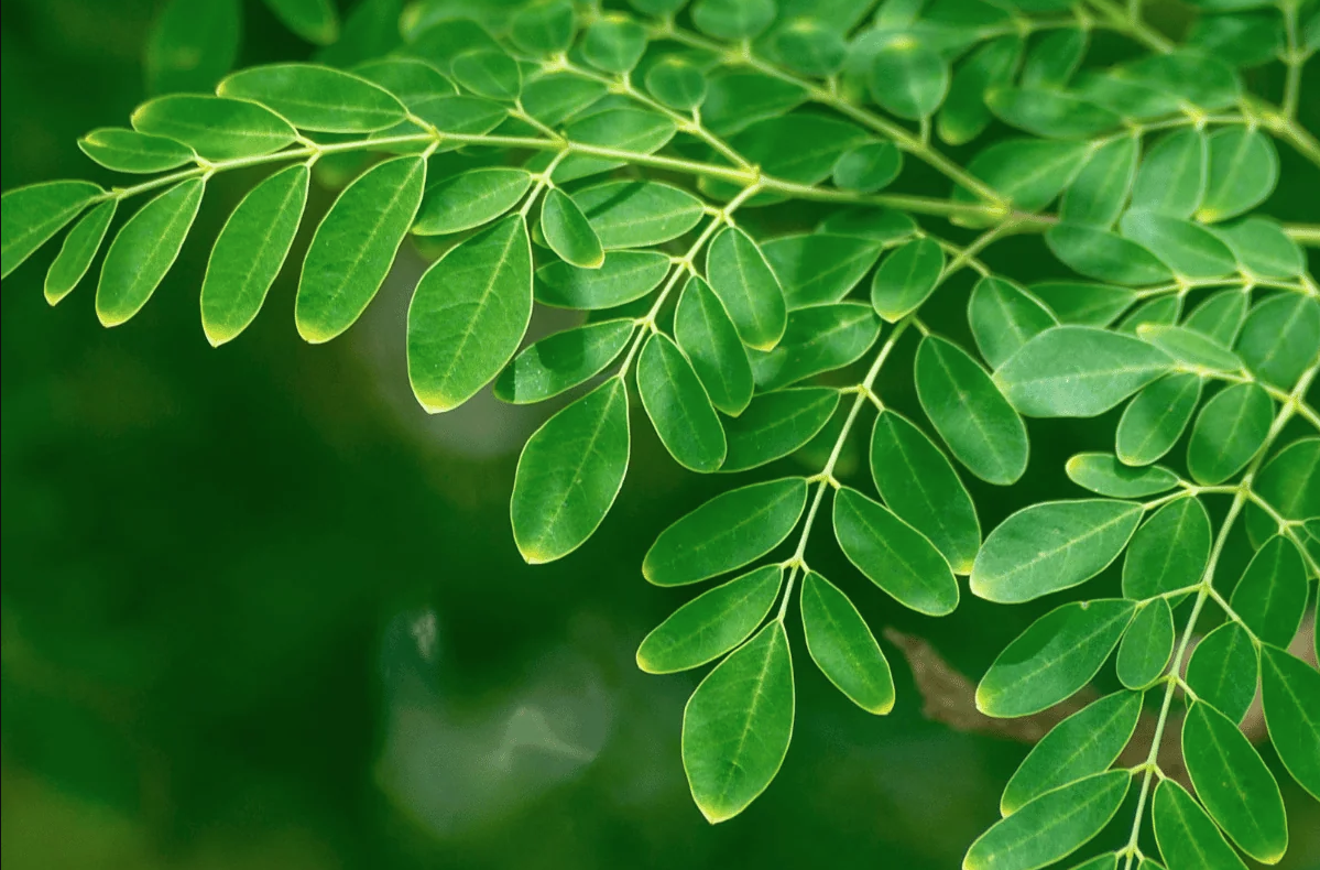 The Complete Guide to Moringa